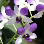 Dendrobium Aridang Blue